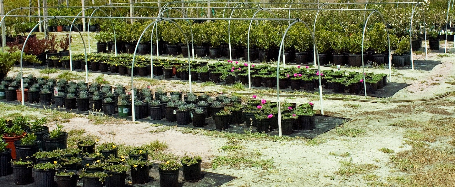 Buying a Nursery Business for Sale in Florida